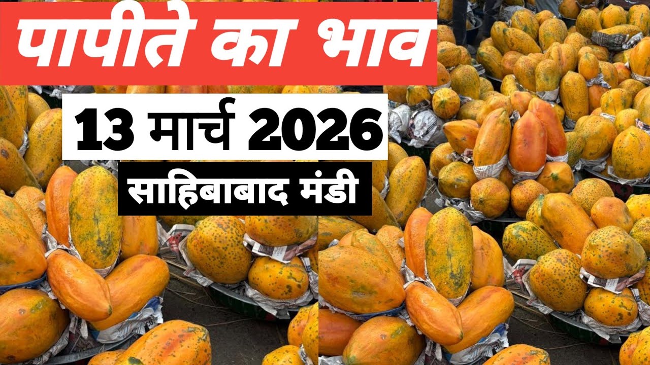 13 March 2026 पपीते का भाव साहिबाबाद मंडी | today papaya rates in sahibabad mandi delhi NCR