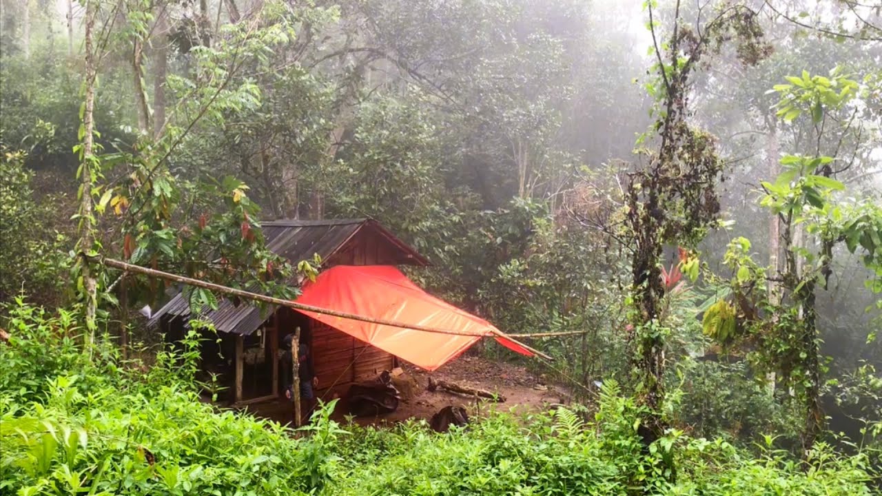 Hujan deras di pondok hutan || membuat kolam ikan dan bercocok tanam