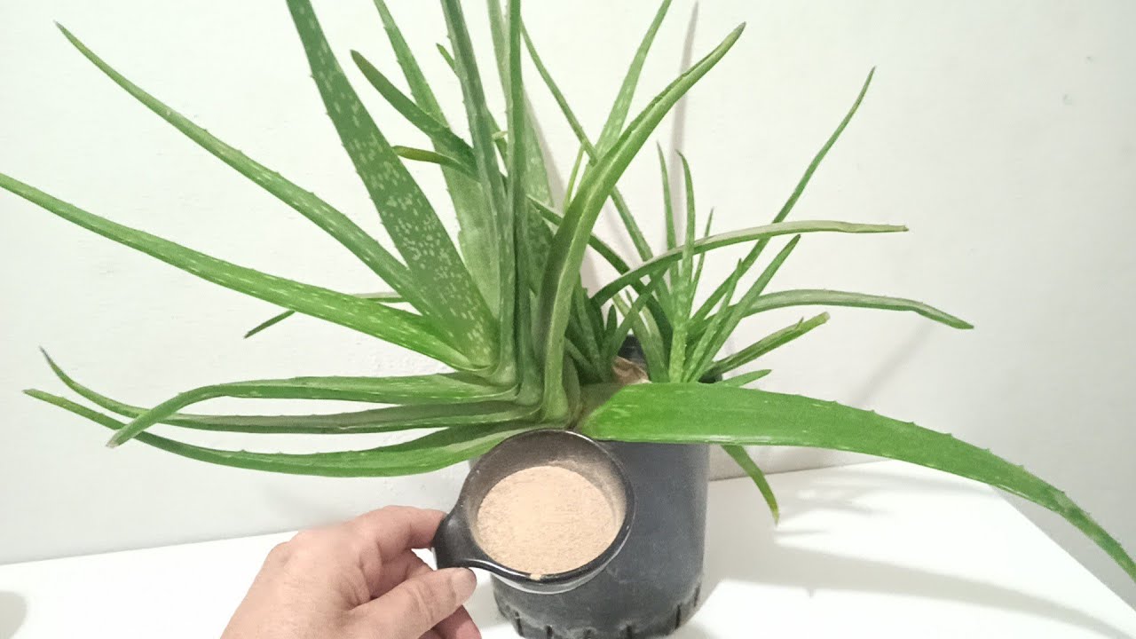 Aloe Veranın Köküne Sadece Bir Kaşık Dökün Durmadan Sağlıklı Kök ve Bol Yavru Çıkarsın.