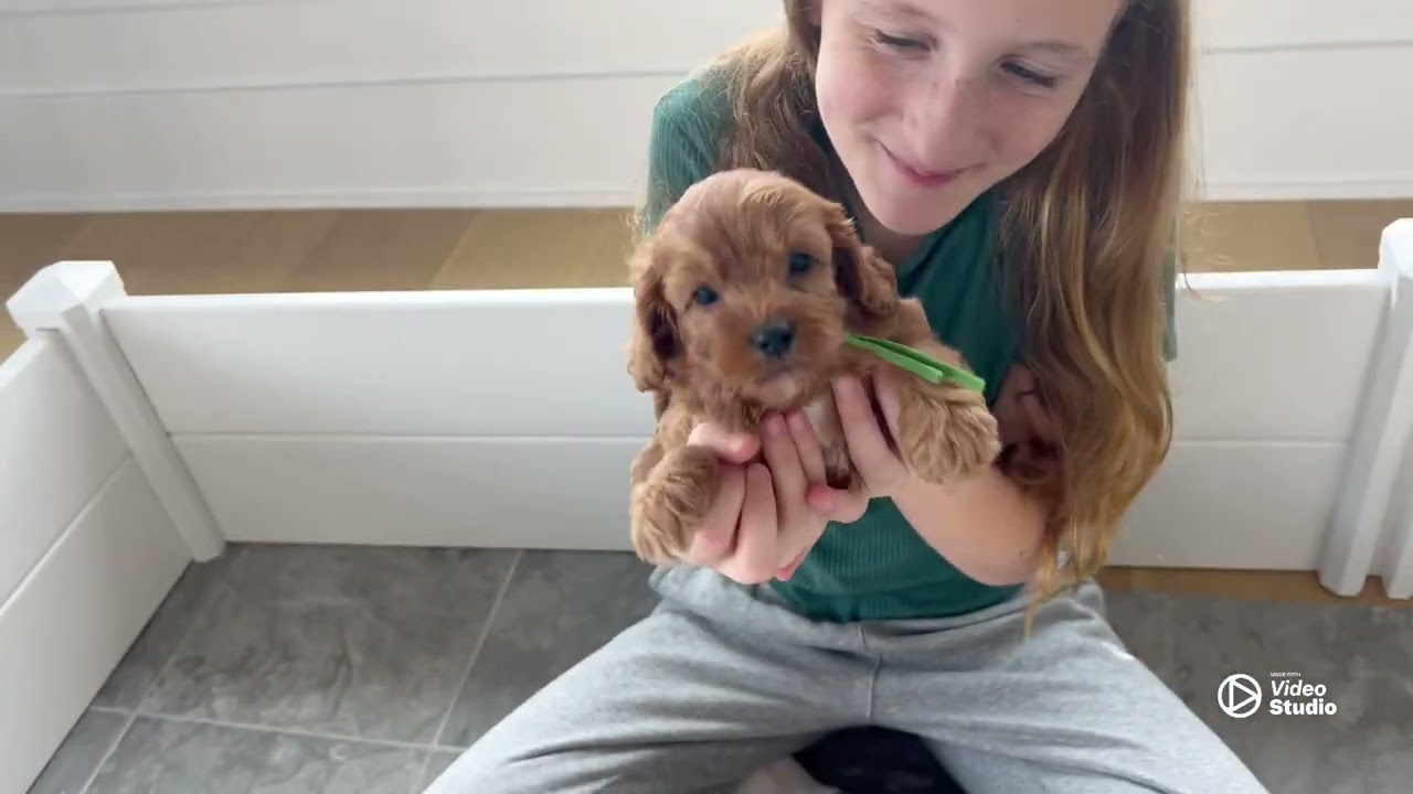 Golden Valley Cavapoo Puppies at 5 Weeks