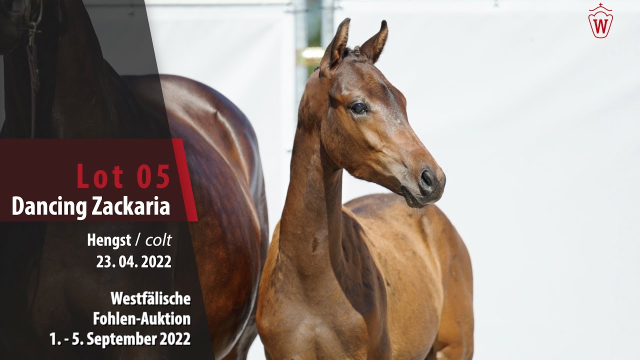 Fohlen-Auktion Lot 05  Dancing Zackaria Hengst v. Dynamic Dream - Zack