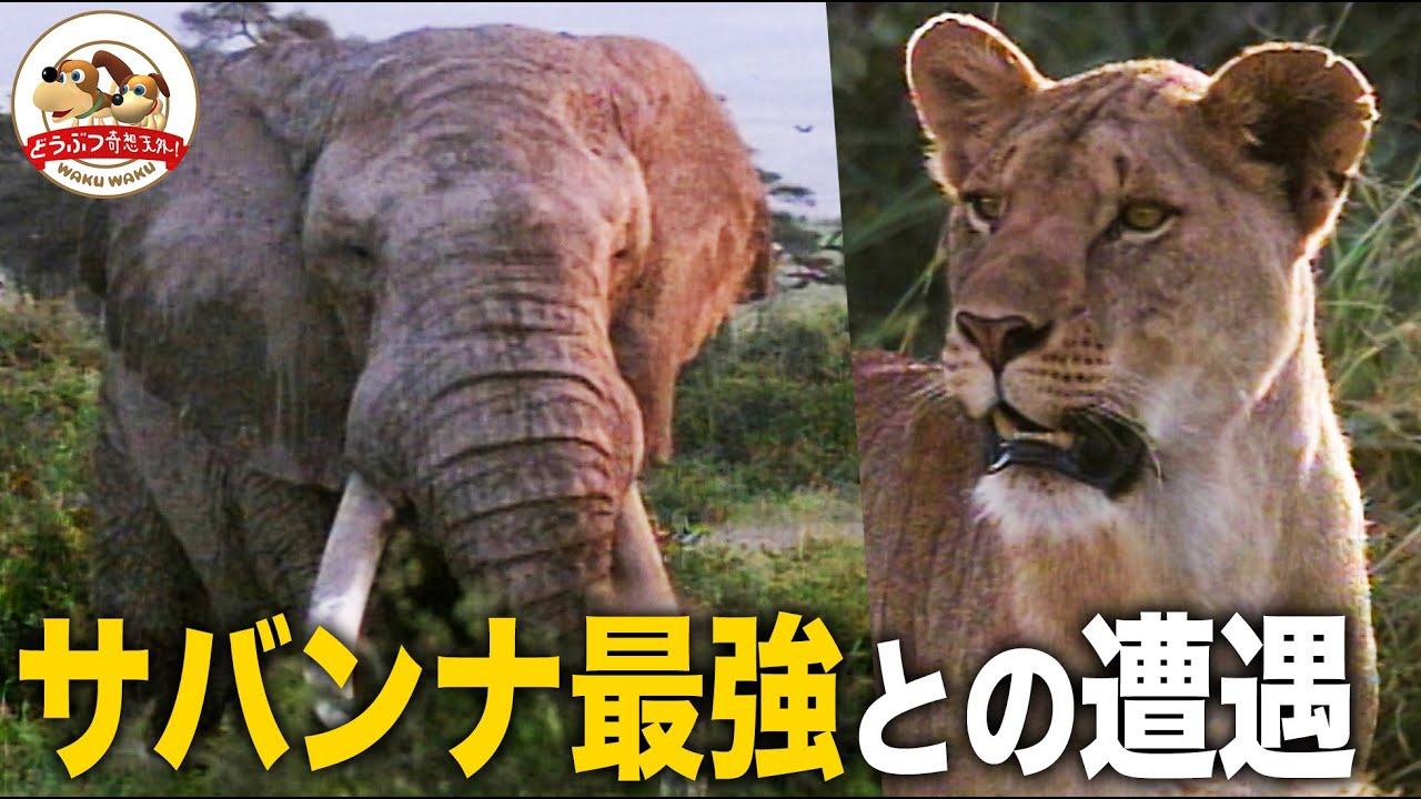 【サバンナ最強】巨大ゾウがライオンの群れに迫る...そのときライオンは集団で奇策に出た！ケニア・ゾウの王国に暮らす百獣の王の苦難（羽仁進のマザーアフリカ）【どうぶつ奇想天外／WAKUWAKU】