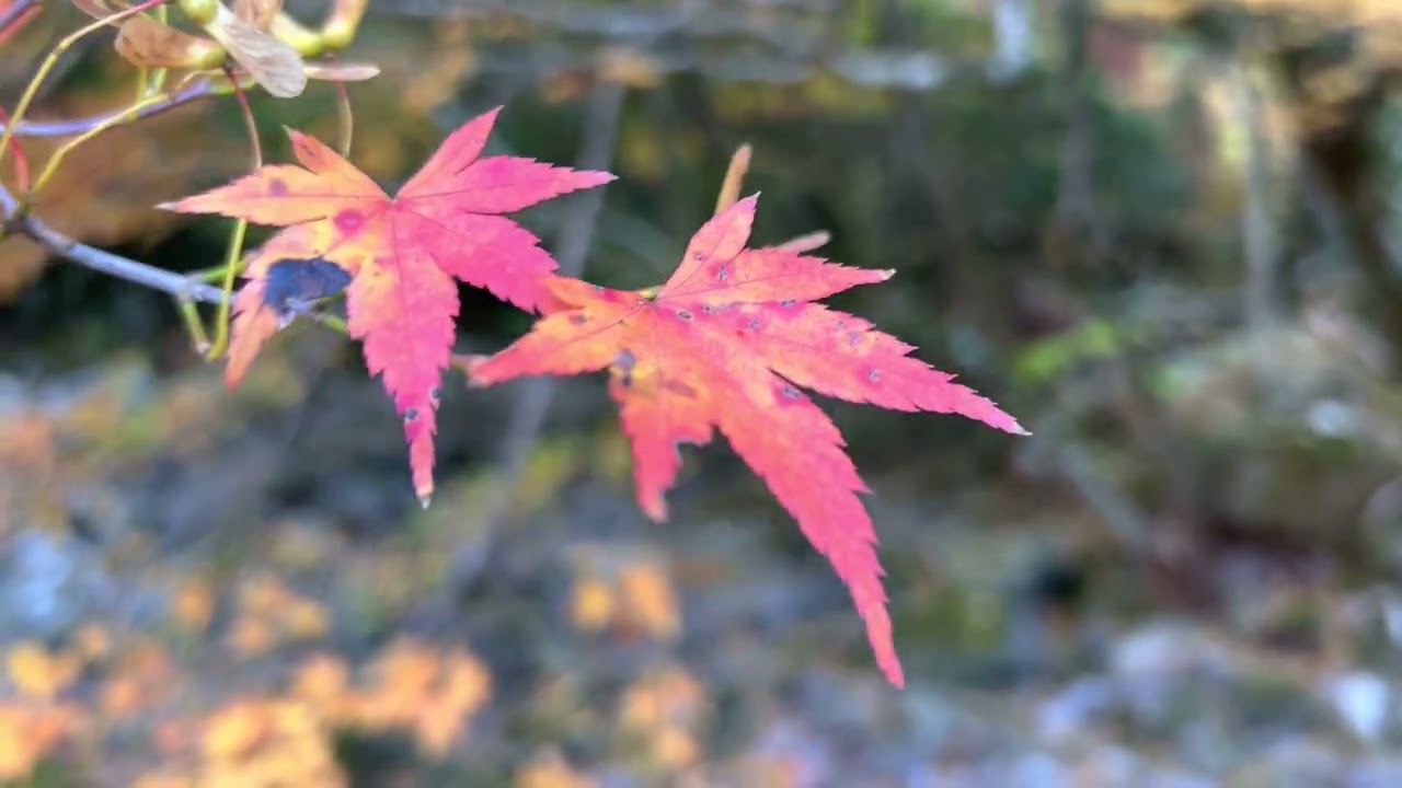 Autumn leaves of Cheona Valley in Jeju