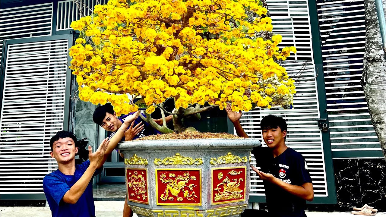 Anh Ba Phải | Cười Ngã Nghiêng Với Cách Chăm Mai Ngày Tết - Hài Ngày Tết