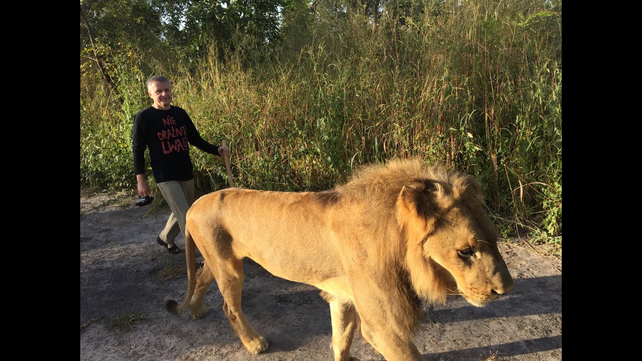 Nie drażnić lwa! - spacer z lwami w parku narodowym Fathala, Senegal