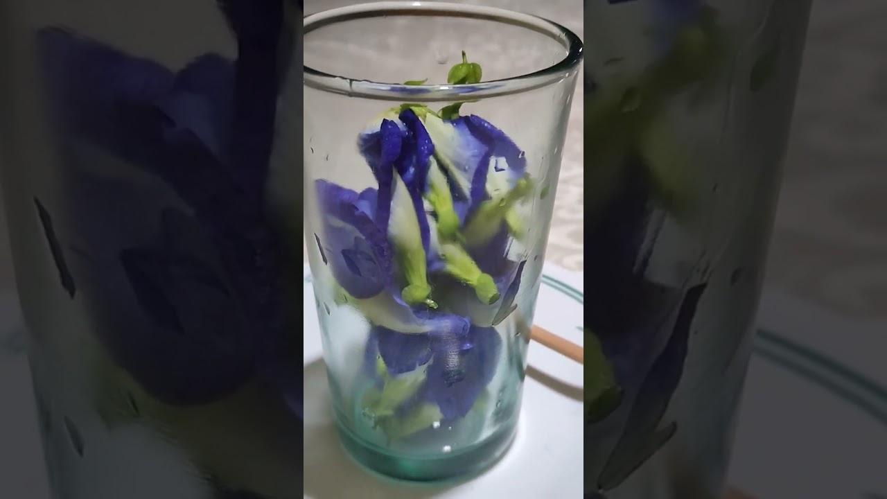 ORGANIC HEALTHY BLUE TEA/BUTTERFLY PEA #viral #satisfying #herbal #organic #natural #healthy#bluetea