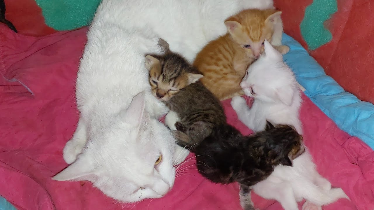 Cat Feeding Milk to Orphan Kittens