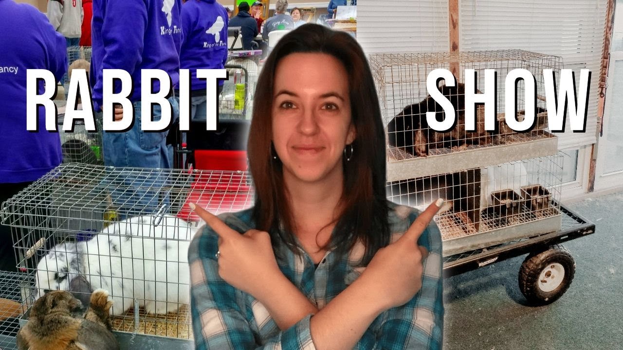 How To Find And Prep For A Rabbit Show