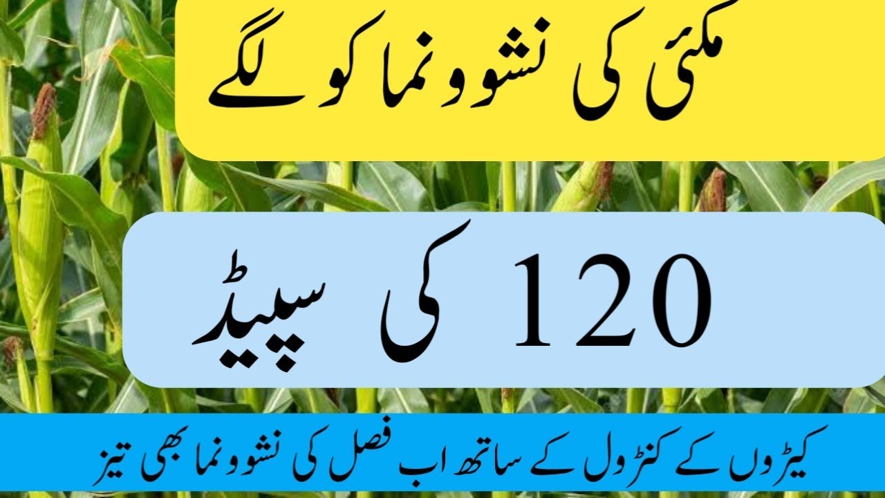 How to boost maize growth by insecticide spray | Phytoboster | Plant Clinics