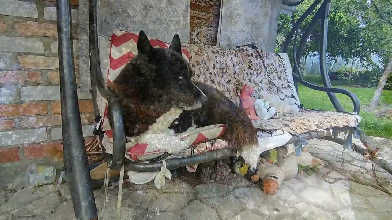 НАША СОБАЧКА ЖДЁТ МАМУ С РАБОТЫ . ПРОШЛИСЬ ВОЗЛЕ ПАССАЖА . ЗАШЛИ В АПТЕКУ  . ЕЛГАВА 8 СЕНТЯБРЯ .
