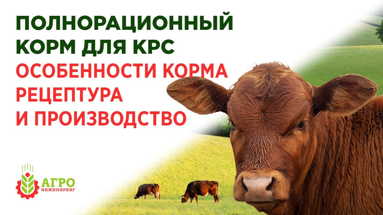 Корма для КРС. Особенность кормов и производство на примере готовой рецептуры.