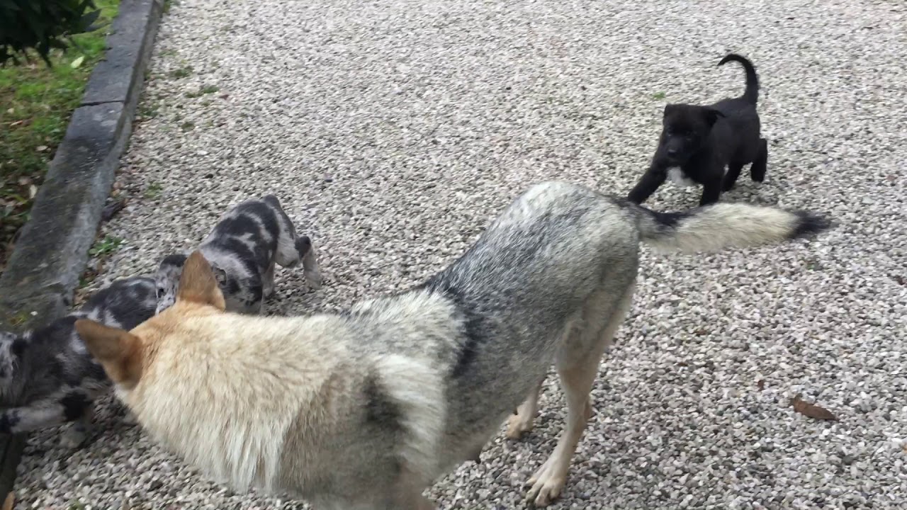 Cuccioli Cani Taglia Media maschi femmine in regalo video 2
