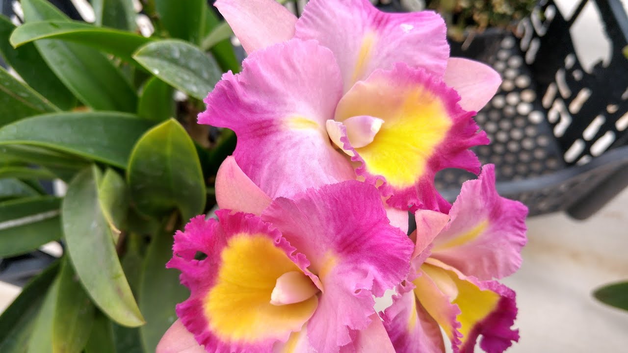 DICAS DO COMEÇO AO FIM, ADUBOS E ORQUIDEAS