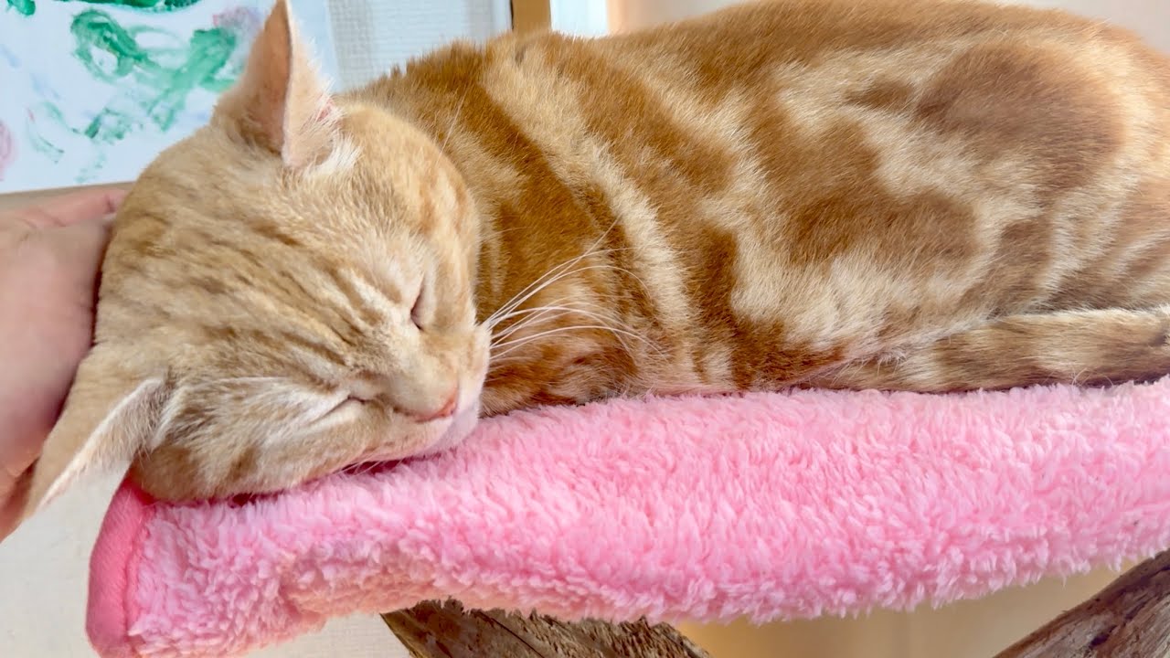 ちーちゃんの匂いに包まれて眠るちゃーぼー。一方ぽちゃくんは...