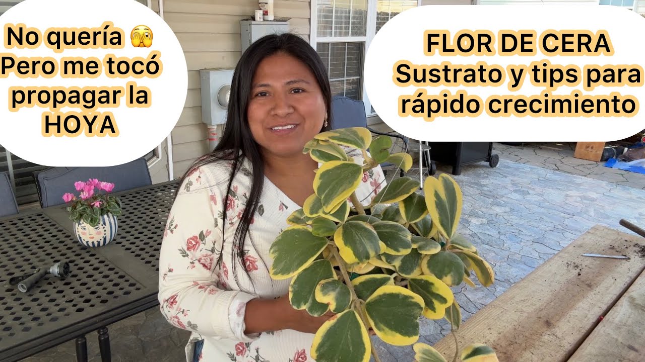 Flor de cera o hoya sustrato propagación y secreto para rápido crecimiento en tus plantas 