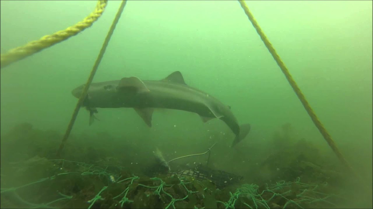 Spiny Dogfish Underwater Footage