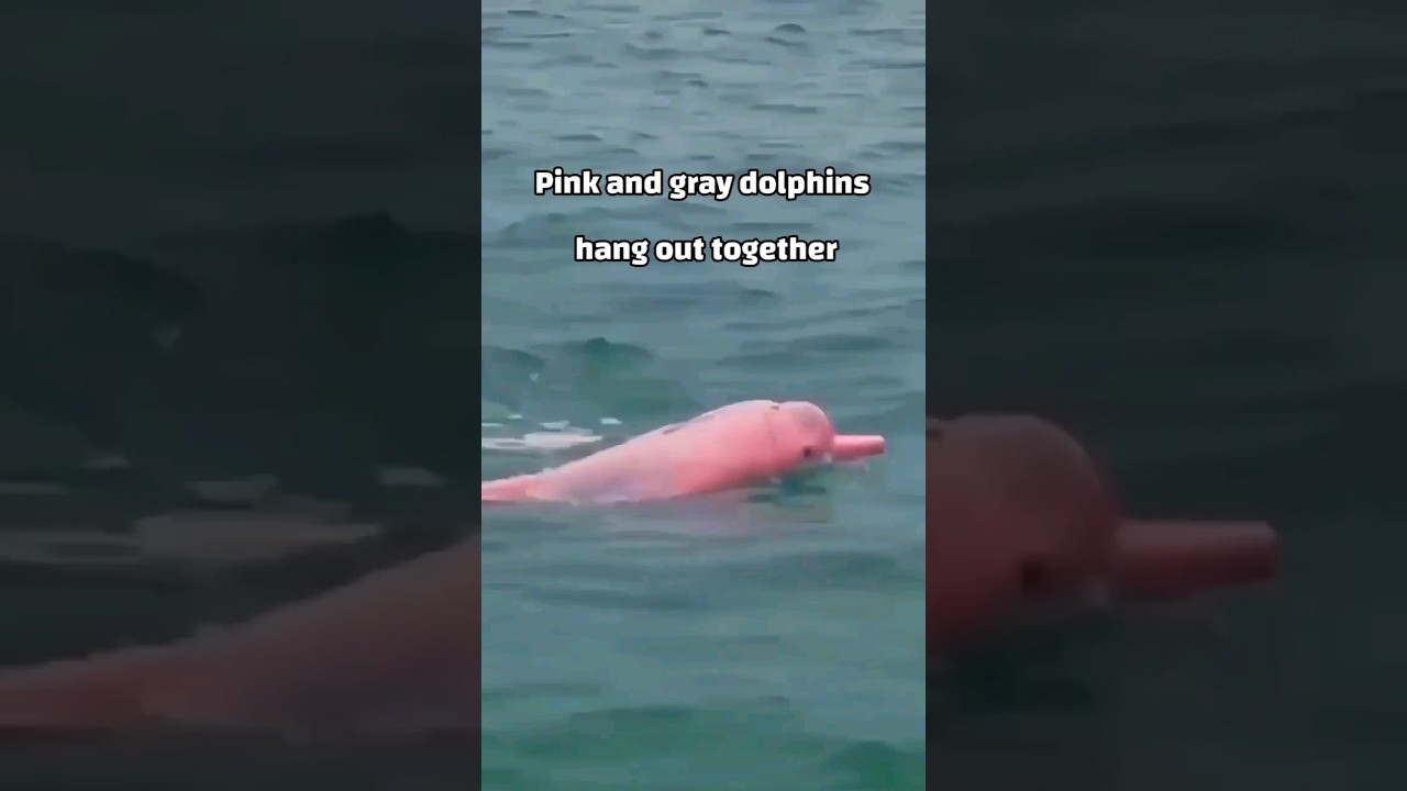 The last dolphin to arrive loses 🐬 🌊