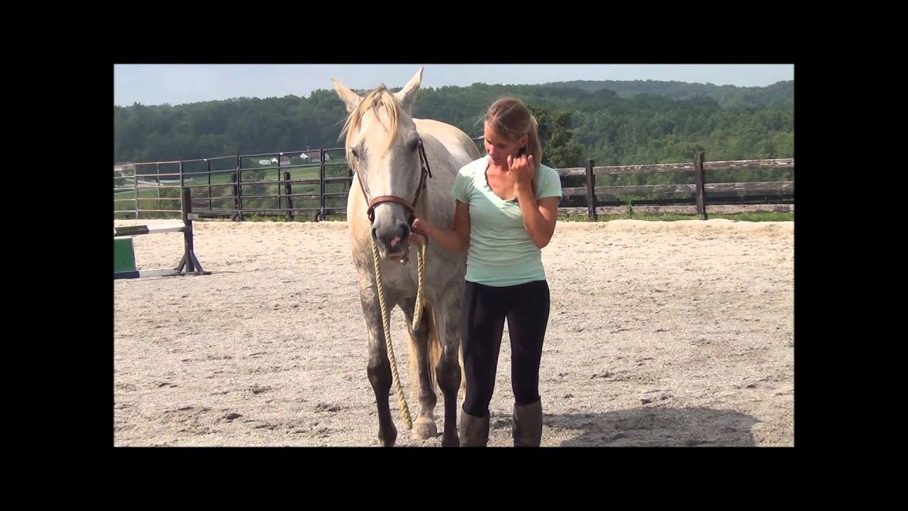 How to Halter a Horse