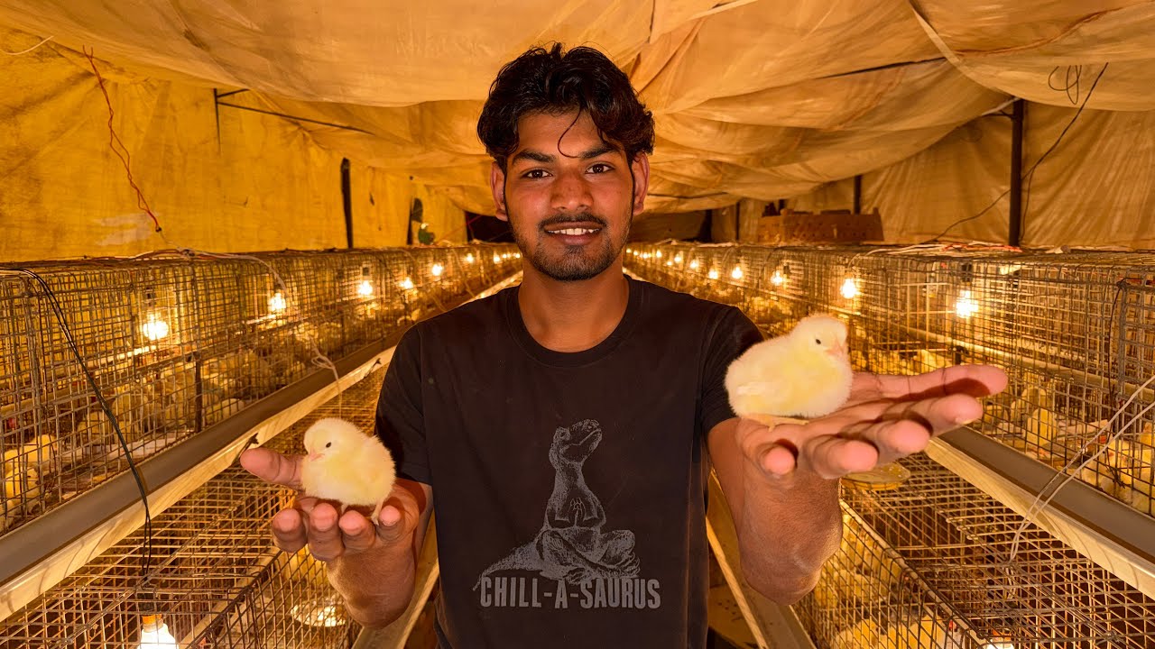 finally farm par chicks 🐥 a gaye 😍
