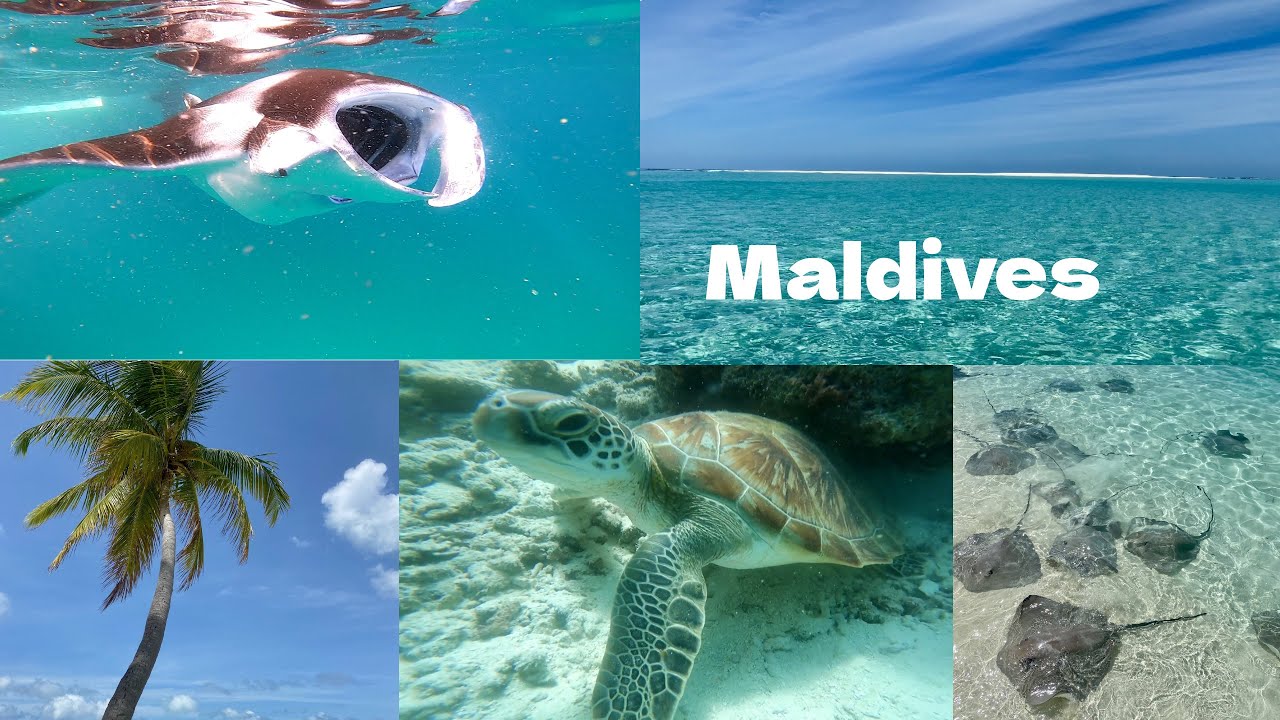 Maldives - Ukulhas, Gulhi, Fulidhoo (manta rays, sandbanks, sharks, stingrays, snorkeling)