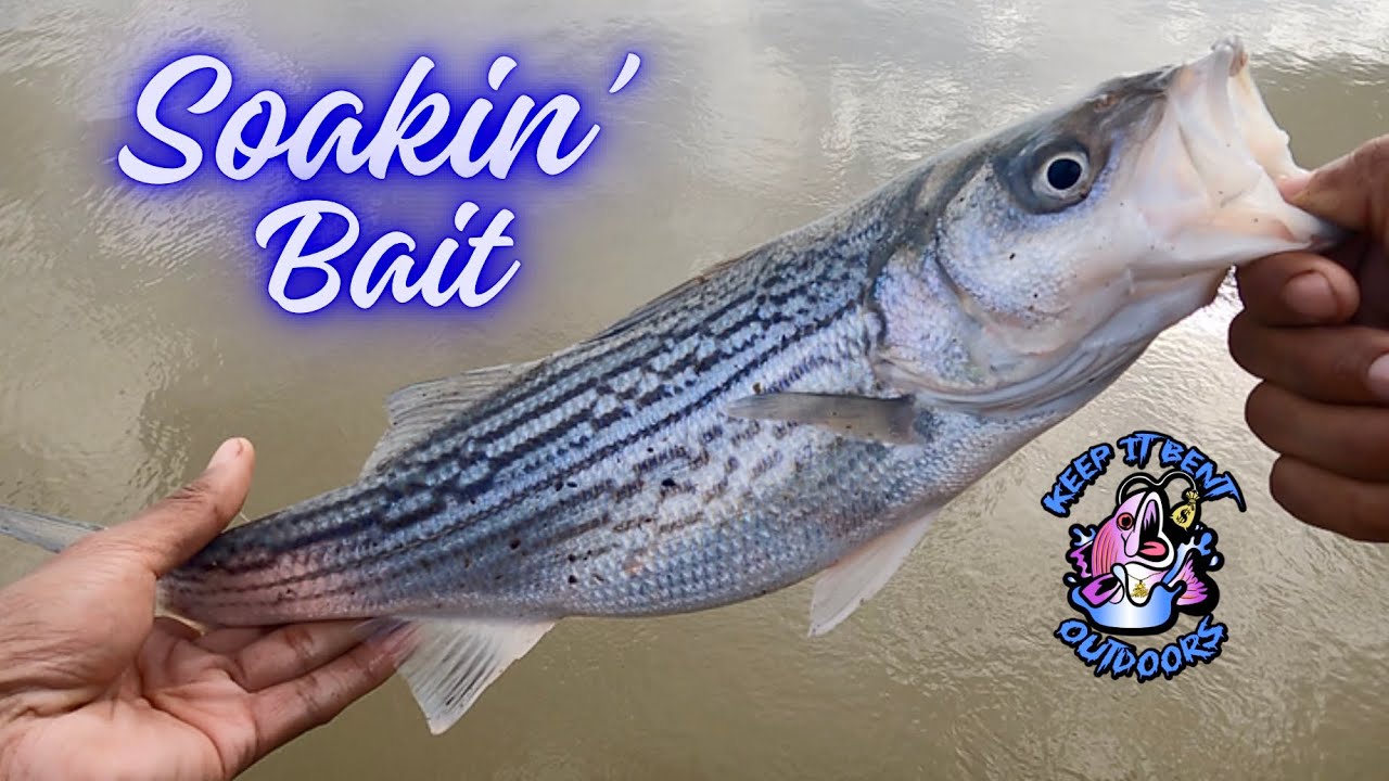 Bait Fishing For Delta Striped Bass | Rio Vista Pier