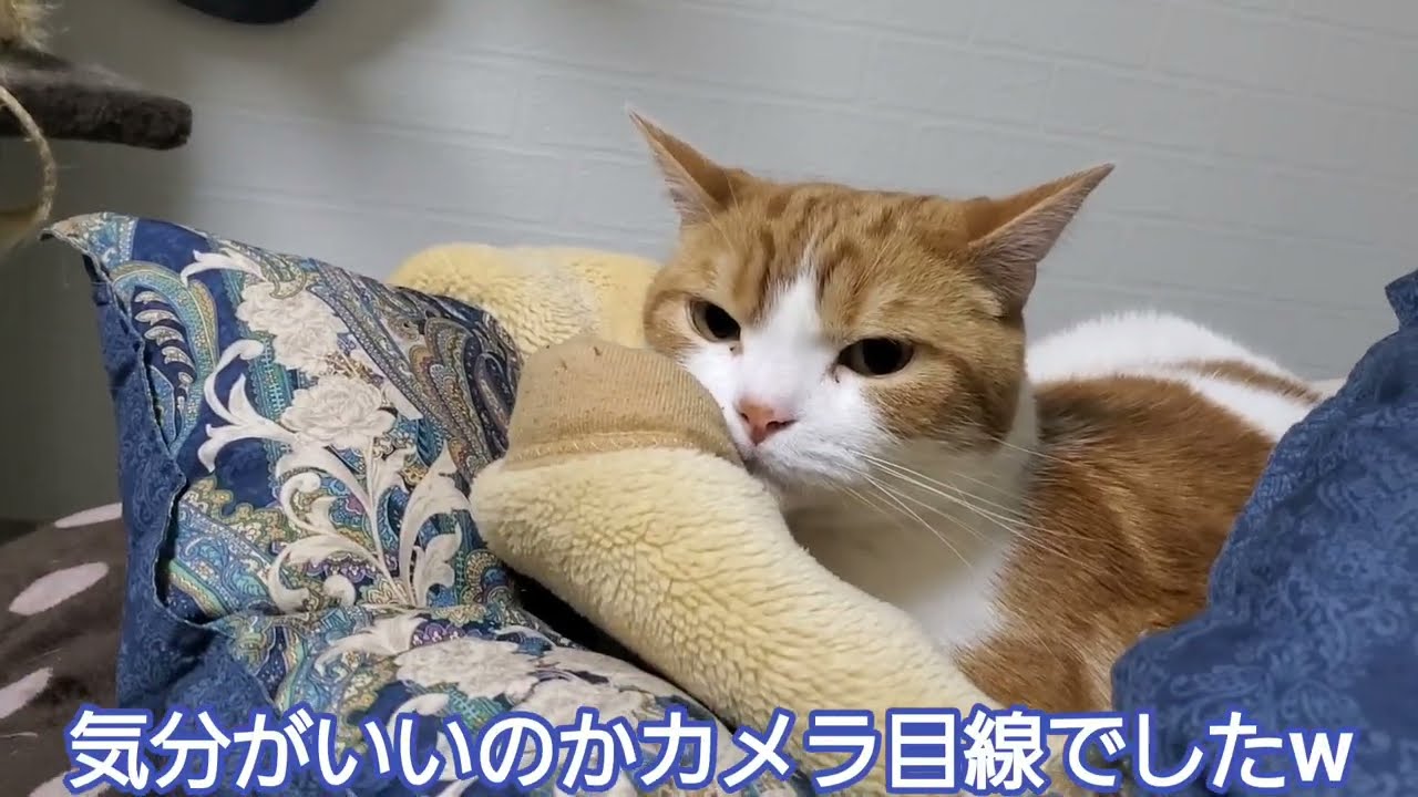 どうしても布団から離れなくない猫と自分の聖域から離れない猫です