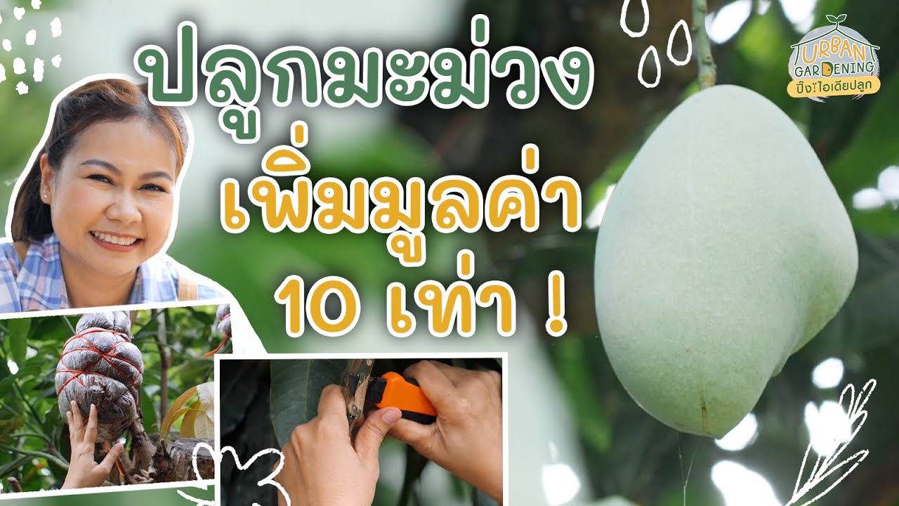 วิธีปลูกมะม่วงในเข่ง เพิ่มมูลค่าได้ 10 เท่า | Urban Gardening ปิ๊ง! ไอเดียปลูก