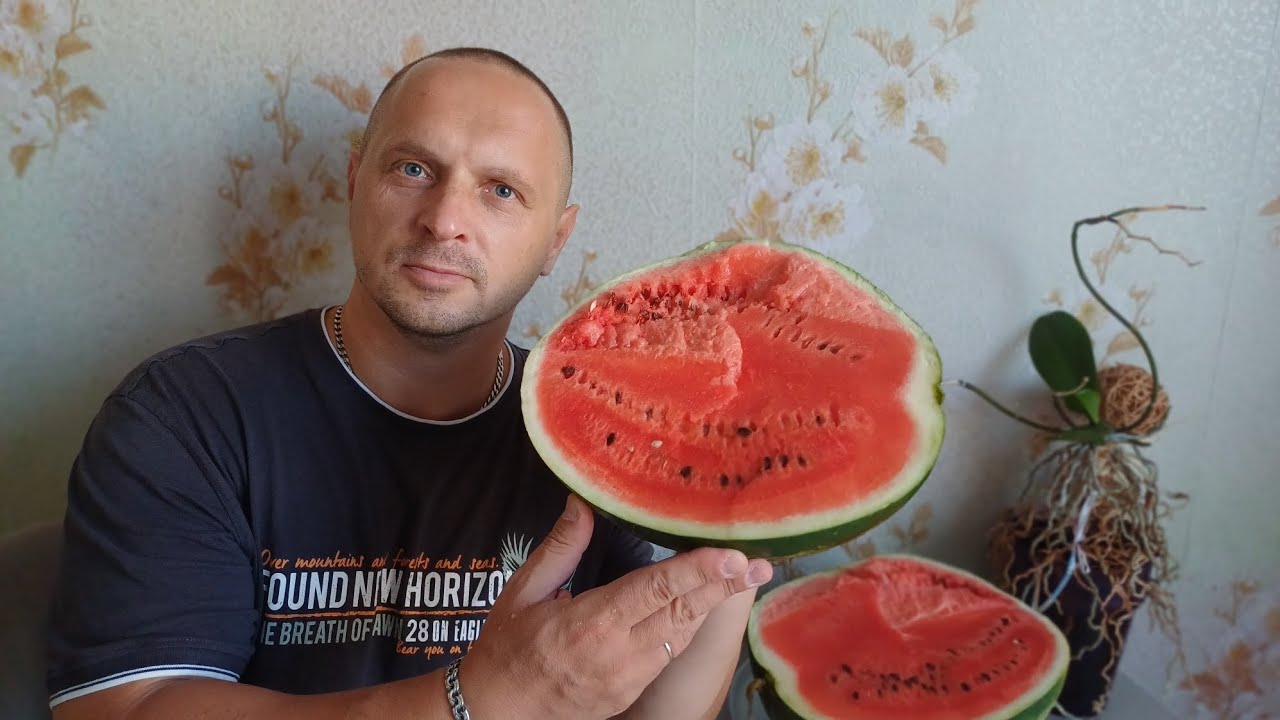 Жара в Калининграде.