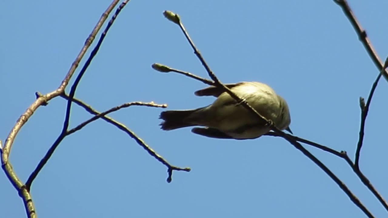 F S&oacute;jka buduje gniazdo / Garrulus glandarius / sarenka/ ptaki 15.4.2019