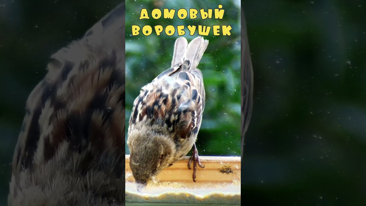 Воробьи в кормушке - Домовый, девушка     #sparrow #birdslover