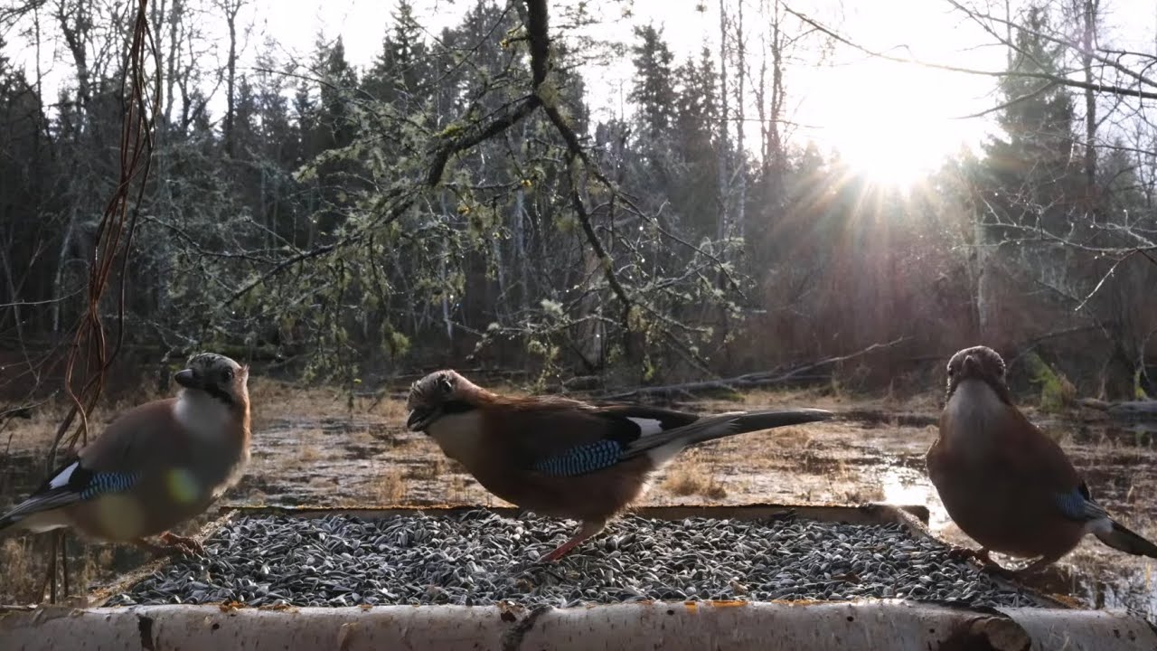 🔴 Forest Bird Feeder | Relaxing Nature Sounds from the Forest [ 2025/12/21 ]