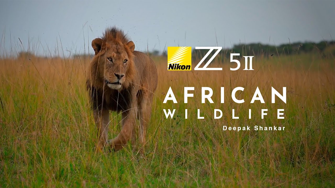 African Wildlife With Nikon Z5 II + NIKKOR 180–600mm | Affordable Wildlife Setup