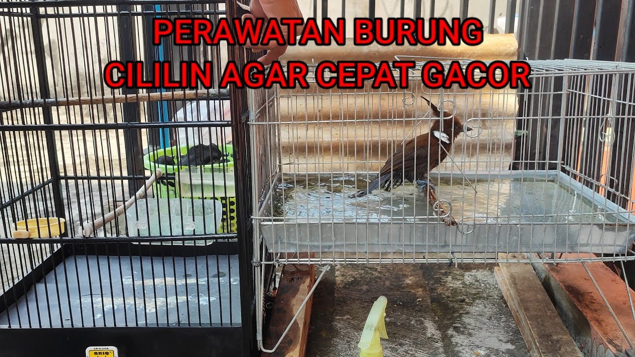 PERAWATAN BURUNG CILILIN AGAR GACOR
