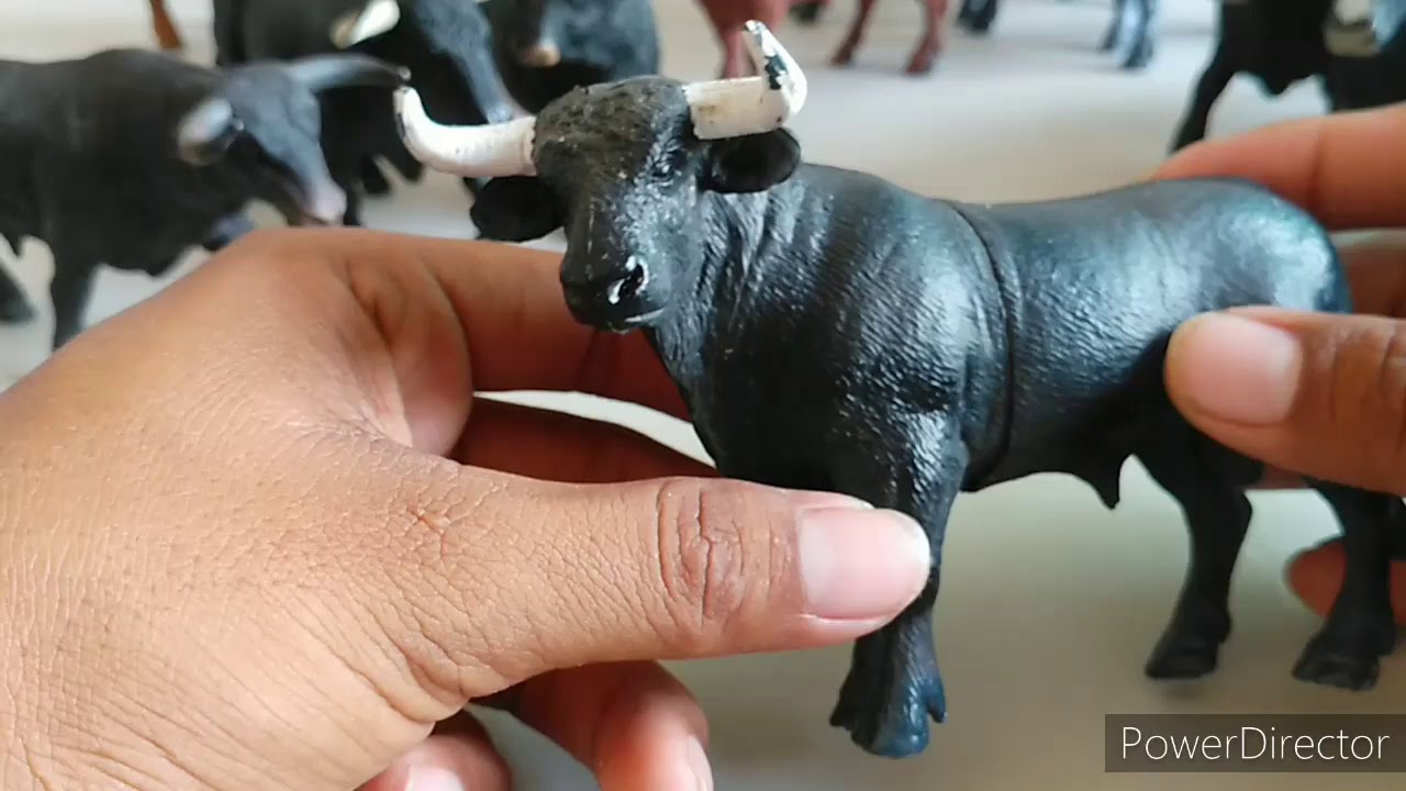Colección de vacas y toros.
