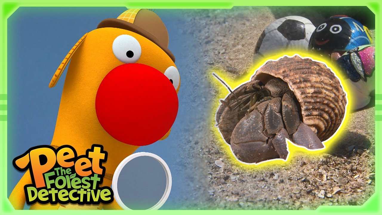 Finding the Lost Sea Shell! 🐚🔍 | Full Episode | Cartoons for Kids | Peet The Forest Detective