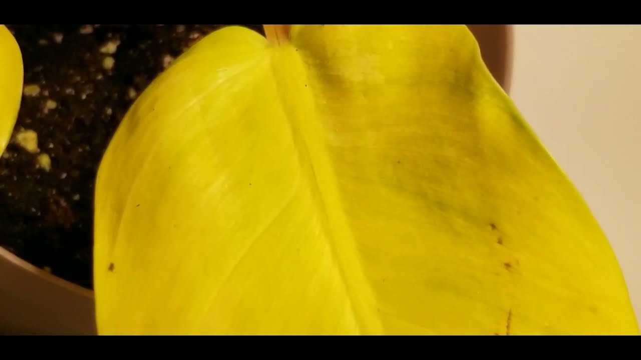 Philodendron Thai Sunrise Leaf  (Philodendron Friday)