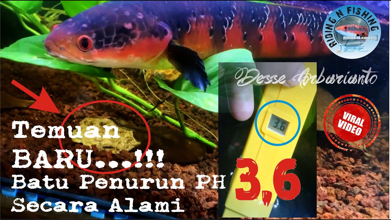 Batu Penurun PH Air Secara Alami