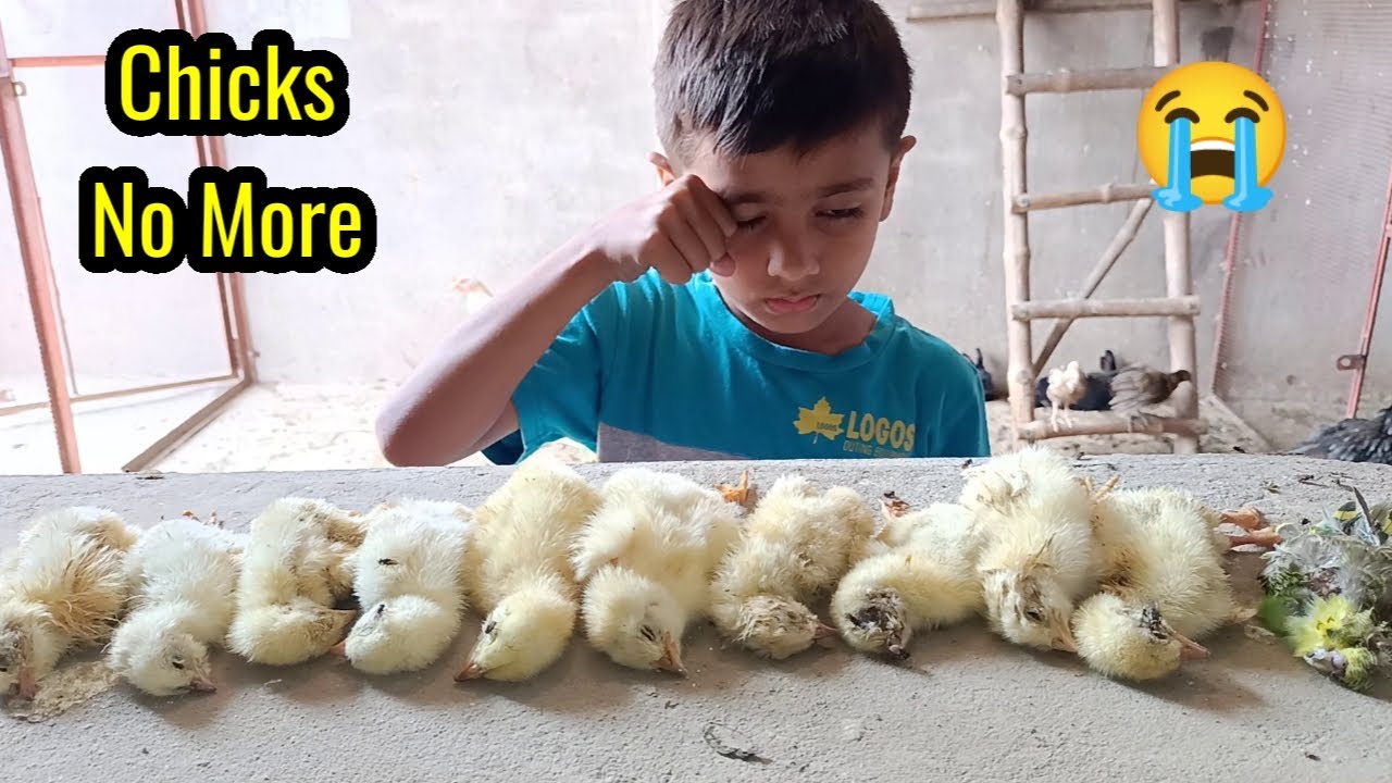 What Happen With Our Little Cute Chicks 🐤 &ndash; So Many Chicks Die &ndash; Mini Gang ka Chooza Mar Gaya