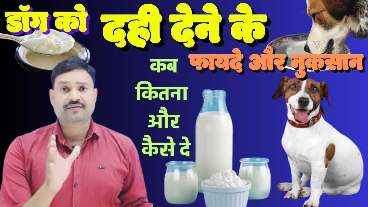 Dog ko Dahi Kaise De/ dog ko dahi khane ke fayde कुत्ते को दही खिलाने से क्या होता है