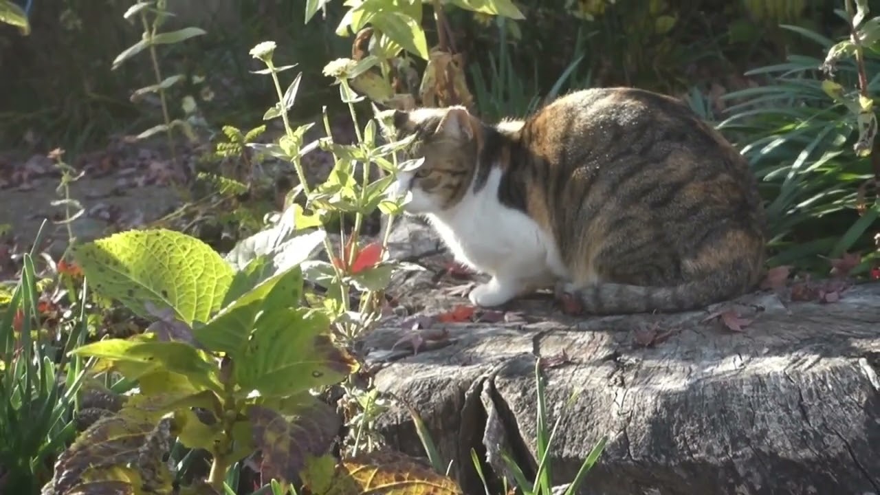 【Cat Video】 meowmeow Happy #cat  #cats  #cute
