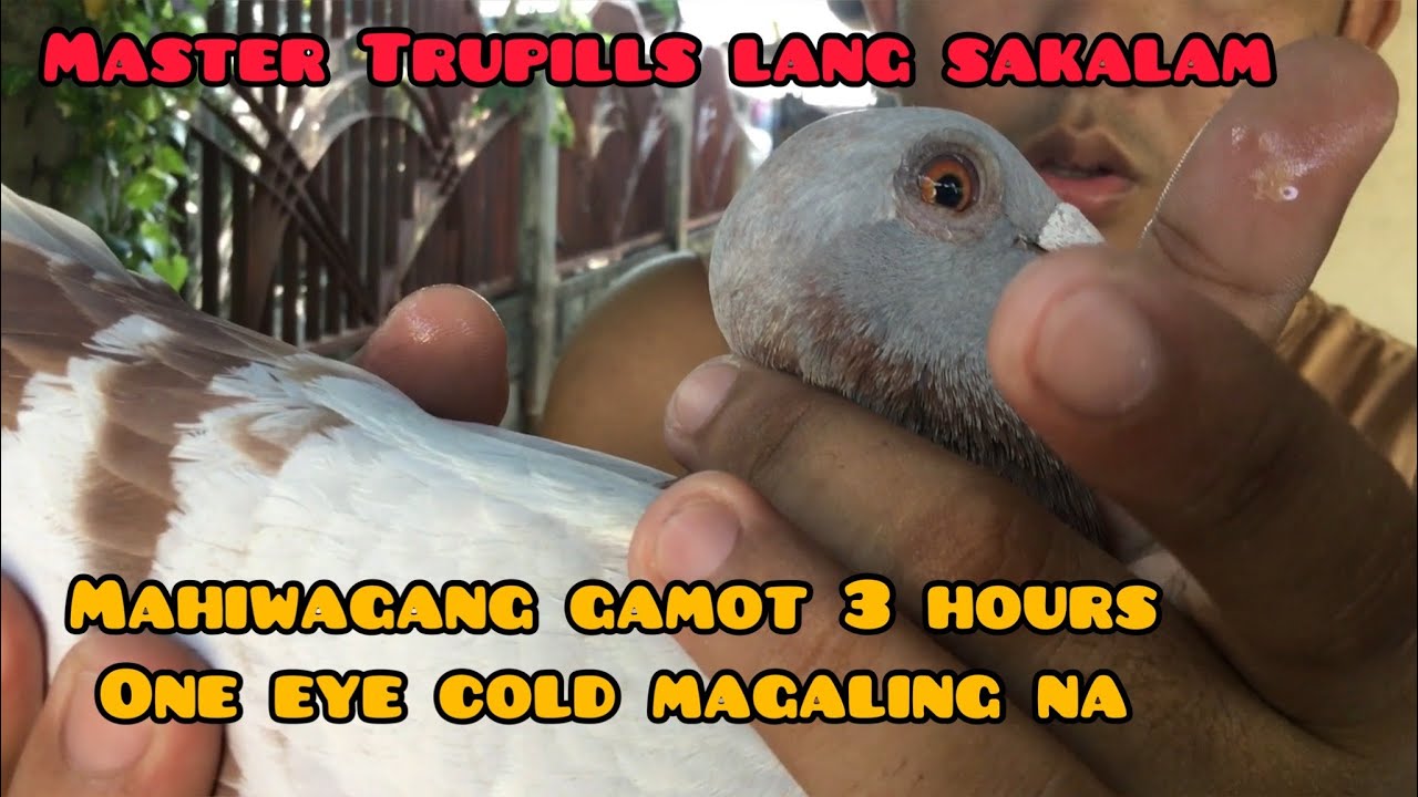 SUPER EFFECTIVE NA GAMOT SA SIPON, HALAK, ONE EYE COLD NG KALAPATI | MP LOFT TV