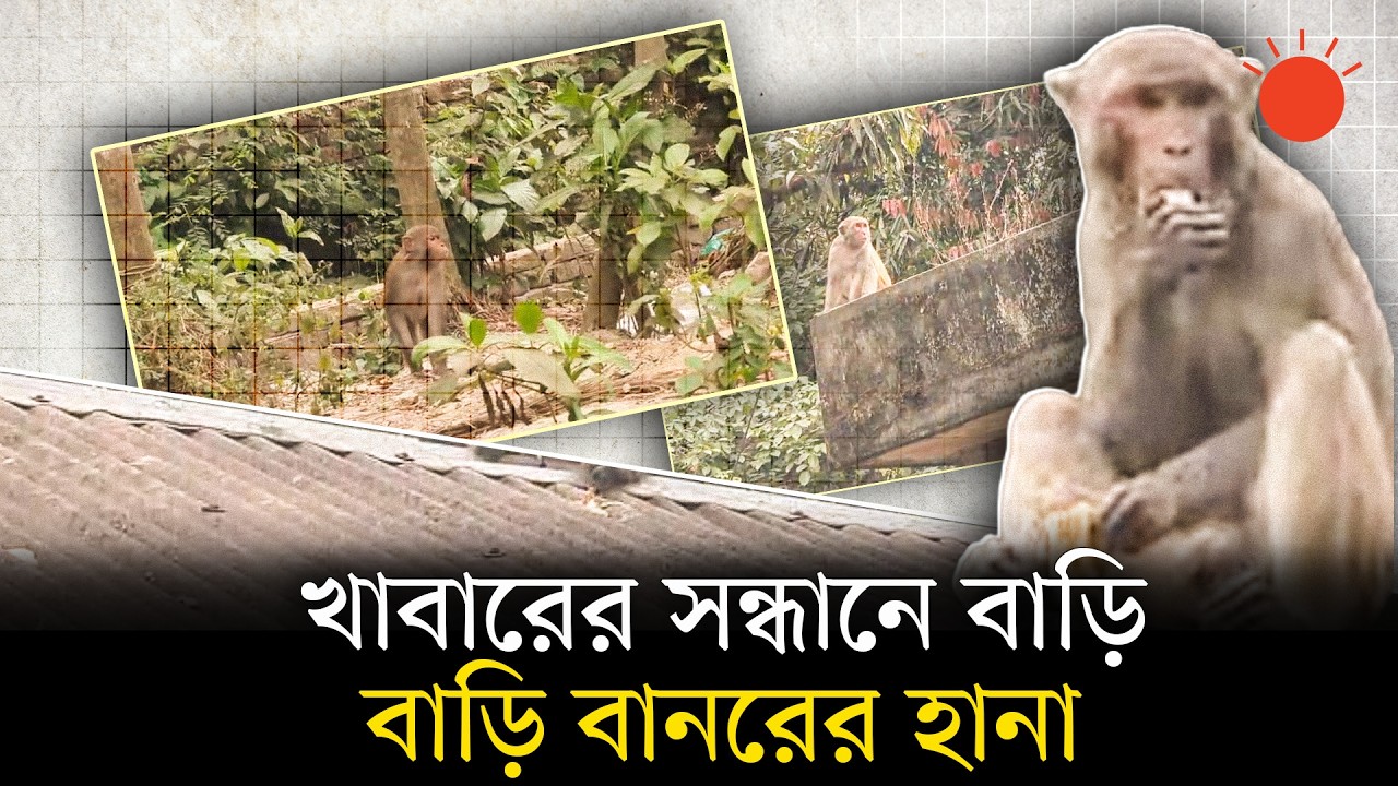 যে তিন গ্রামে বাস করে কয়েক হাজার বানর, গ্রামবাসীর ঘুম ভাঙে বানরের চিৎকারে | Monkey | Prothom Alo