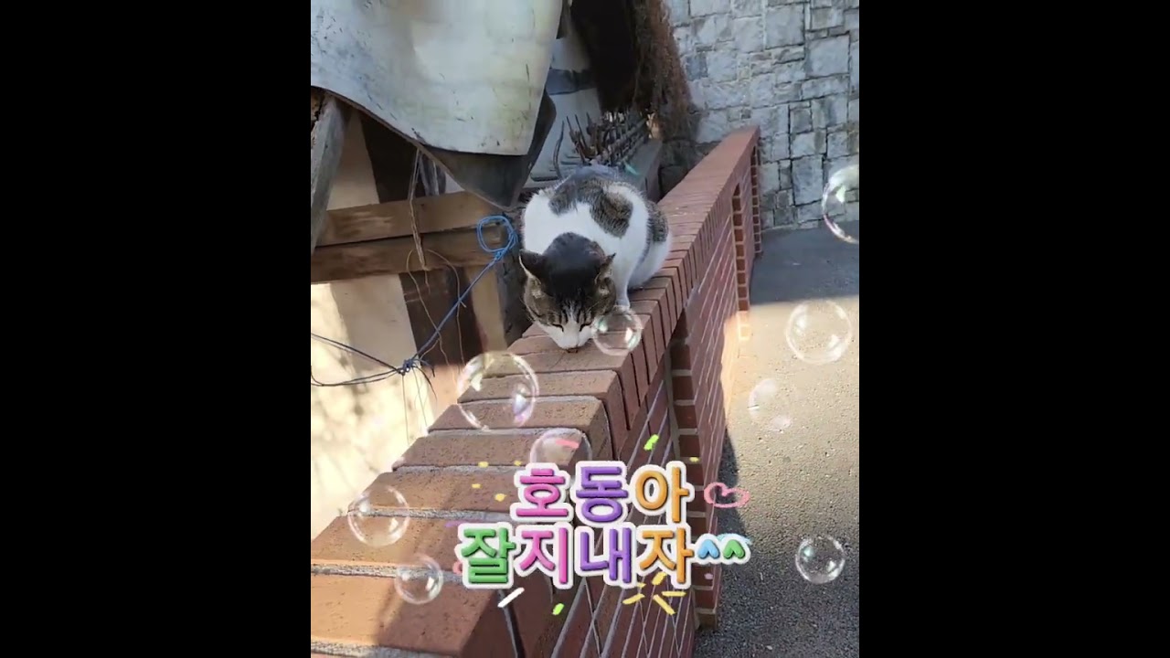 자주보이는 애 호동이라고 이름을지었네요^^#말티푸#강아지일상#강아지산책#coute Puppy#cute cat#stray cat#長い猫#gato callejero#