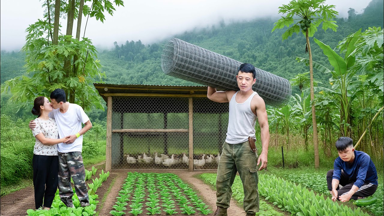 CEO Tuan Lives Happily With His Wife, Builds Livestock Pens, Harvest Gac Fruit & Makes Red Gac Rice