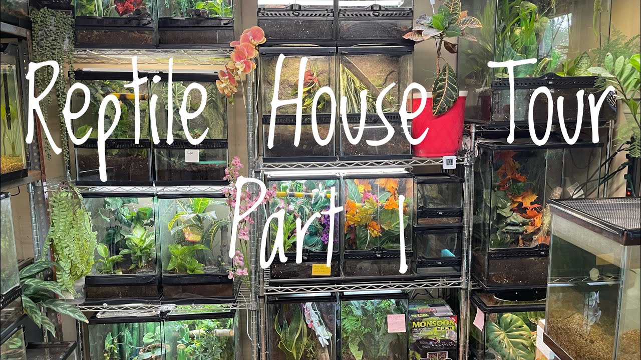 Full Species Reptile Room House Tour Part 1! - Long Overdue 1K Tour!