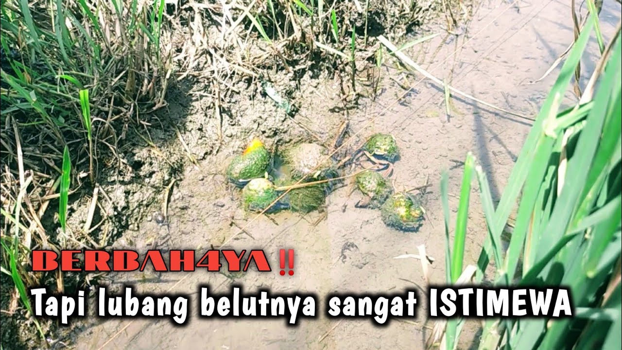 TEMPATNYA BIKIN TAKUT‼️TAPI YA MUDAH BANGET UNTUK MANCING BELUT