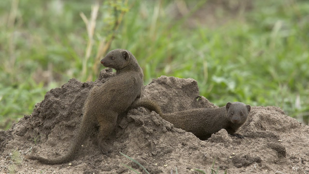 What is a dwarf mongoose?