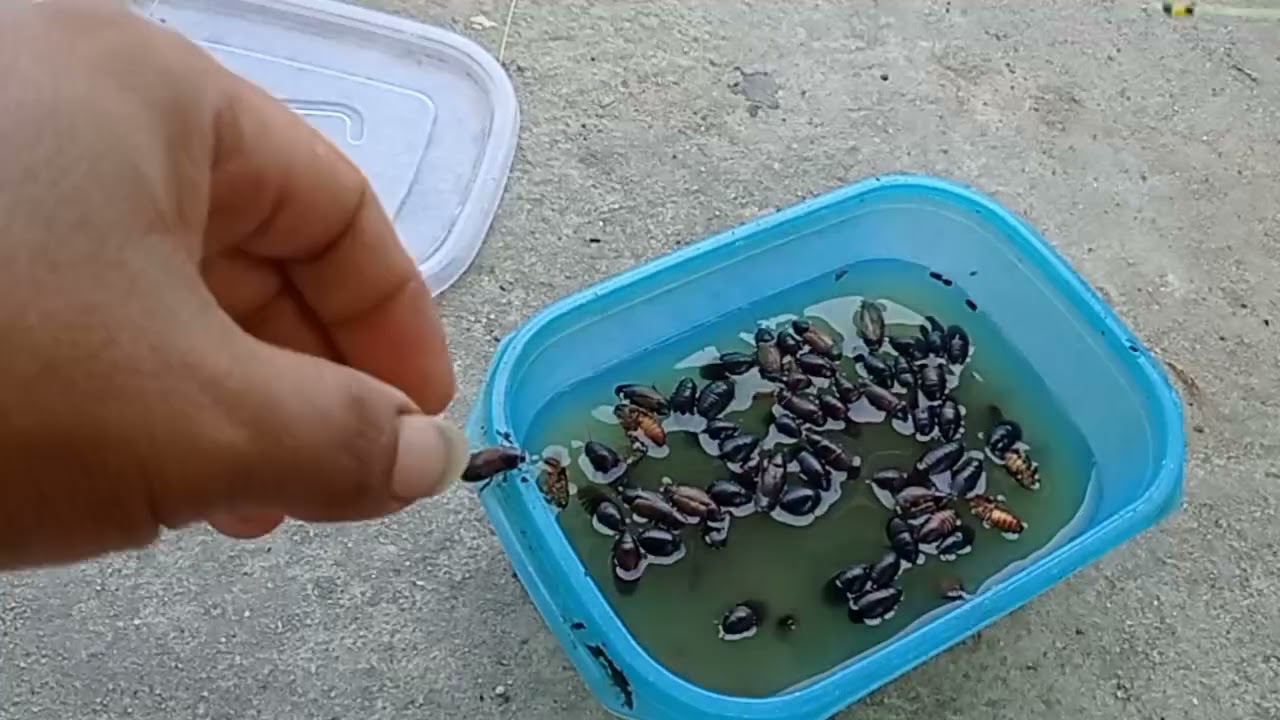 Umpan Jitu Yang Tidak Ada Matinya Di Galatama Lele ( Keterlak ) Sampai Puas Narik Kawan