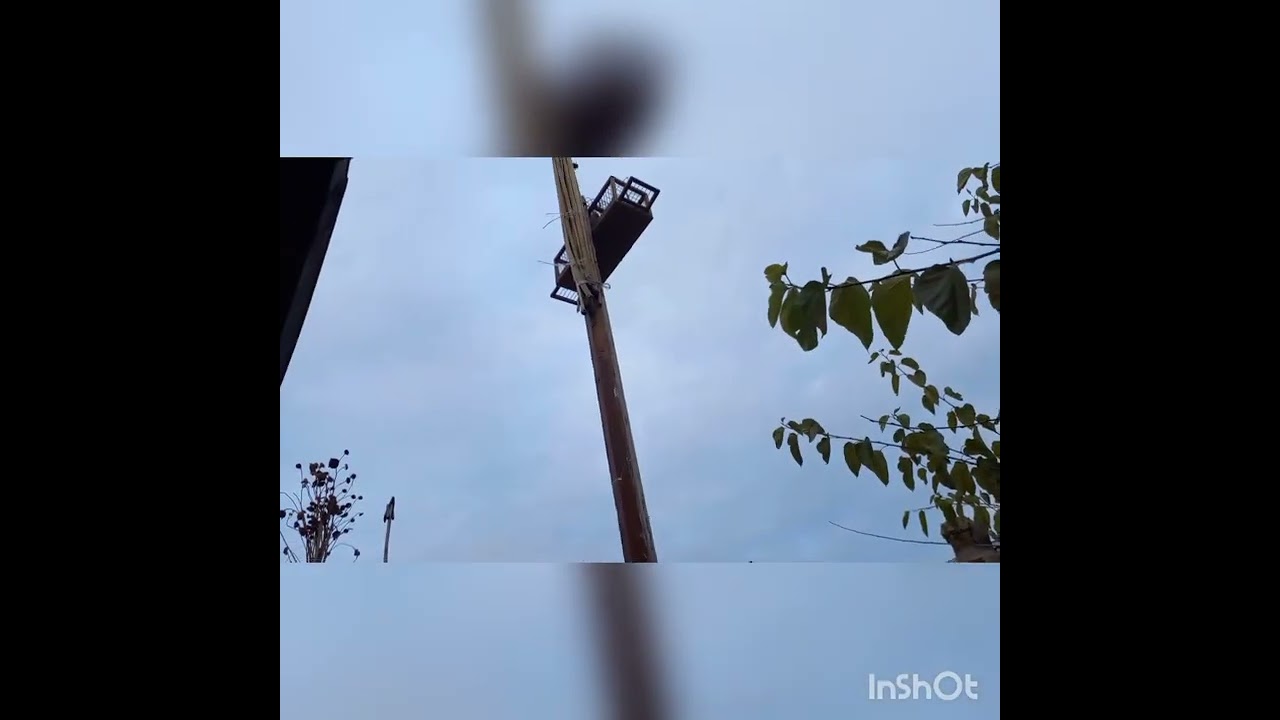 щегол черноголовый ловля на западок