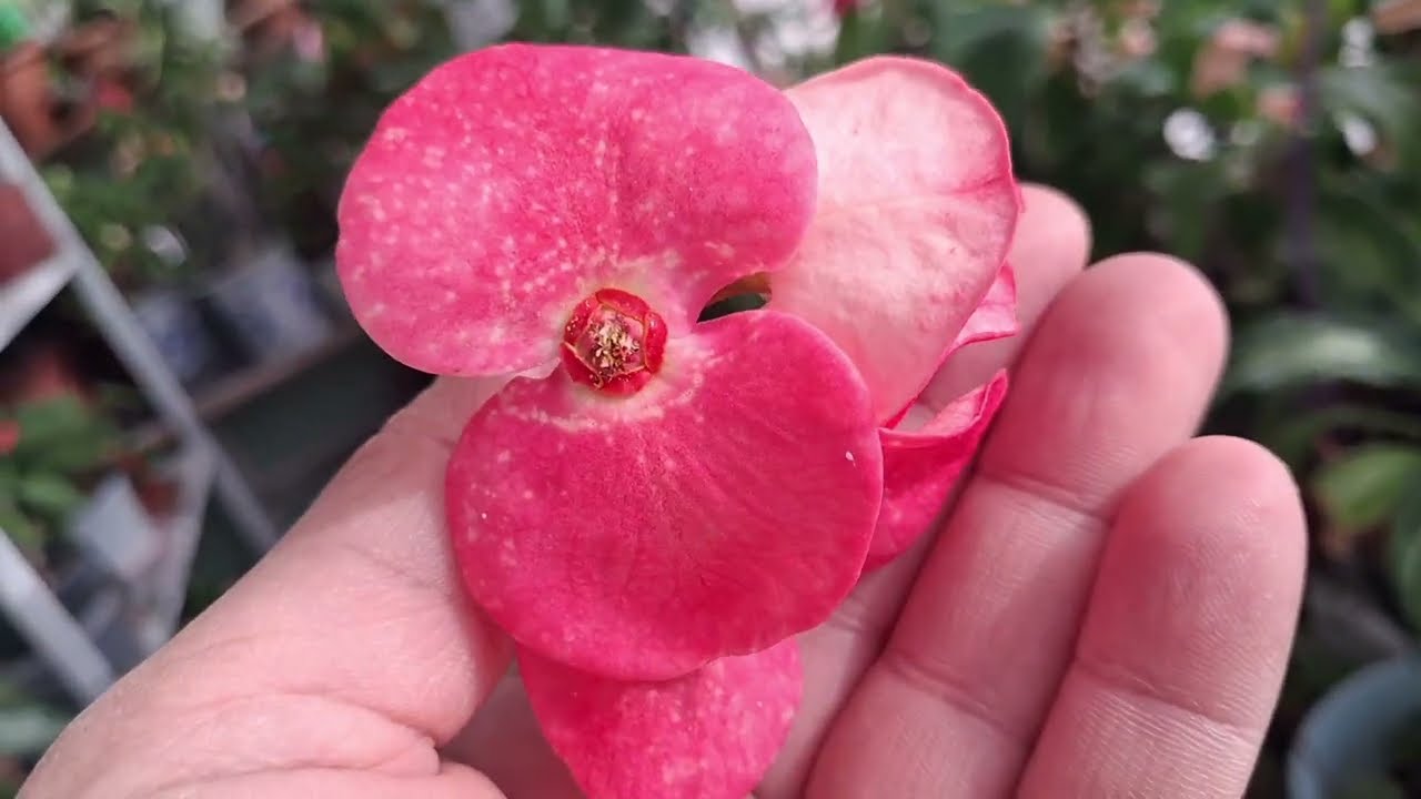 Satışa Yeni eklenen türler ve kalanlar